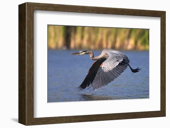 USA, California, San Diego, Lakeside. Great Blue Heron Flying-Jaynes Gallery-Framed Photographic Print