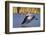 USA, California, San Diego, Lakeside. Great Blue Heron Flying-Jaynes Gallery-Framed Photographic Print