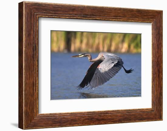 USA, California, San Diego, Lakeside. Great Blue Heron Flying-Jaynes Gallery-Framed Photographic Print