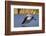 USA, California, San Diego, Lakeside. Great Blue Heron Flying-Jaynes Gallery-Framed Photographic Print