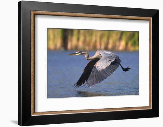 USA, California, San Diego, Lakeside. Great Blue Heron Flying-Jaynes Gallery-Framed Photographic Print