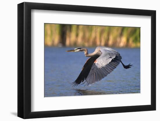 USA, California, San Diego, Lakeside. Great Blue Heron Flying-Jaynes Gallery-Framed Photographic Print