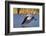 USA, California, San Diego, Lakeside. Great Blue Heron Flying-Jaynes Gallery-Framed Photographic Print