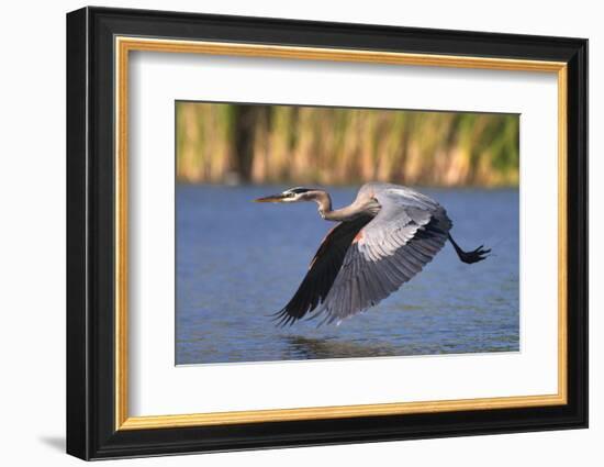 USA, California, San Diego, Lakeside. Great Blue Heron Flying-Jaynes Gallery-Framed Photographic Print