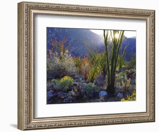 USA, California, San Diego. Ocotillo at Sunset in Anza Borrego Desert-Jaynes Gallery-Framed Photographic Print