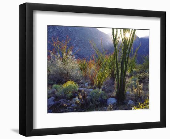 USA, California, San Diego. Ocotillo at Sunset in Anza Borrego Desert-Jaynes Gallery-Framed Photographic Print
