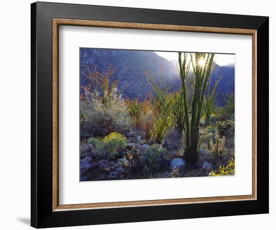 USA, California, San Diego. Ocotillo at Sunset in Anza Borrego Desert-Jaynes Gallery-Framed Photographic Print