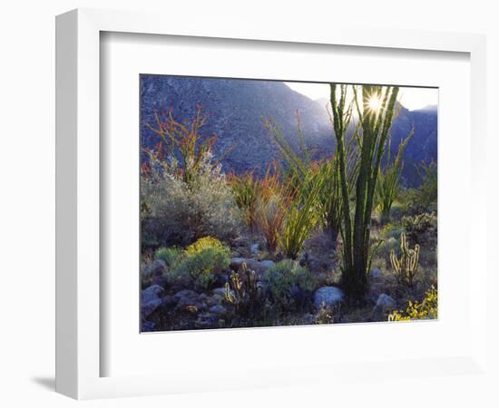 USA, California, San Diego. Ocotillo at Sunset in Anza Borrego Desert-Jaynes Gallery-Framed Photographic Print