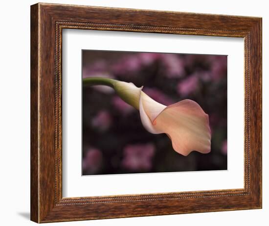 USA, California, San Diego, Pink Calla Lily-Ann Collins-Framed Photographic Print