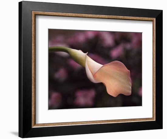 USA, California, San Diego, Pink Calla Lily-Ann Collins-Framed Photographic Print