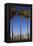 USA, California, San Diego. San Diego Skyline and Palm Trees-Kymri Wilt-Framed Premier Image Canvas