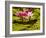 USA, California, San Diego, Water Lilies with Little Frog-Ann Collins-Framed Photographic Print