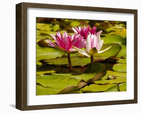 USA, California, San Diego, Water Lilies with Little Frog-Ann Collins-Framed Photographic Print