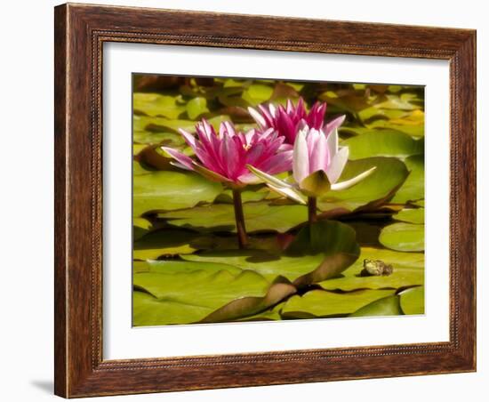 USA, California, San Diego, Water Lilies with Little Frog-Ann Collins-Framed Photographic Print