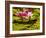 USA, California, San Diego, Water Lilies with Little Frog-Ann Collins-Framed Photographic Print