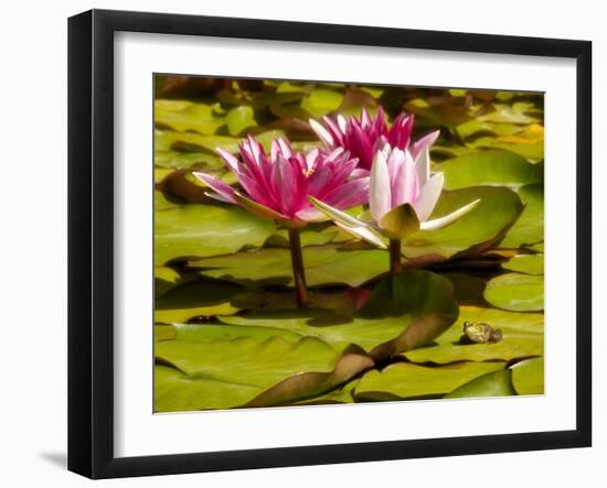 USA, California, San Diego, Water Lilies with Little Frog-Ann Collins-Framed Photographic Print