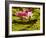 USA, California, San Diego, Water Lilies with Little Frog-Ann Collins-Framed Photographic Print