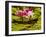 USA, California, San Diego, Water Lilies with Little Frog-Ann Collins-Framed Photographic Print