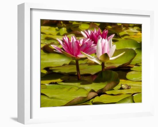 USA, California, San Diego, Water Lilies with Little Frog-Ann Collins-Framed Photographic Print