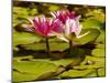 USA, California, San Diego, Water Lilies with Little Frog-Ann Collins-Mounted Photographic Print