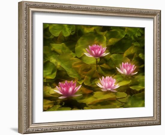 USA, California, San Diego. Water Lilies with Water Texture Added-Ann Collins-Framed Photographic Print