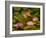 USA, California, San Diego. Water Lilies with Water Texture Added-Ann Collins-Framed Photographic Print