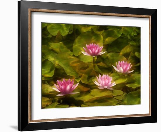 USA, California, San Diego. Water Lilies with Water Texture Added-Ann Collins-Framed Photographic Print