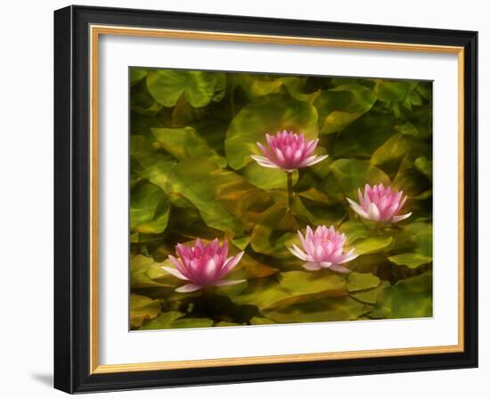 USA, California, San Diego. Water Lilies with Water Texture Added-Ann Collins-Framed Photographic Print