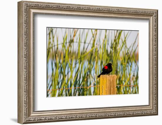 USA, California, San Joaquin River Valley, red-winged blackbird perched on post by wetlands.-Alison Jones-Framed Photographic Print