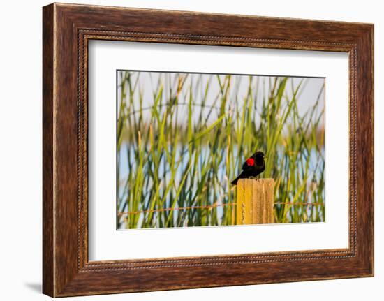 USA, California, San Joaquin River Valley, red-winged blackbird perched on post by wetlands.-Alison Jones-Framed Photographic Print