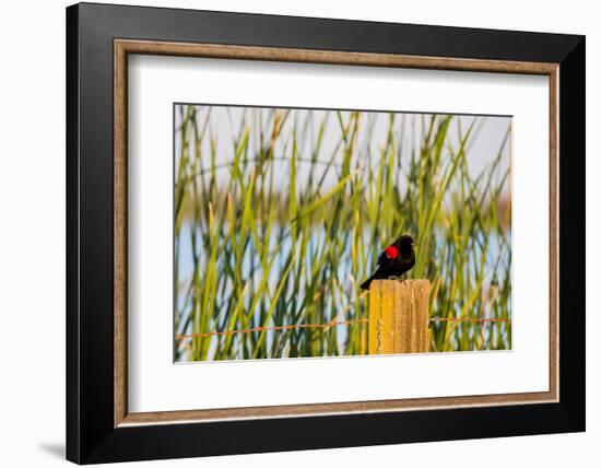 USA, California, San Joaquin River Valley, red-winged blackbird perched on post by wetlands.-Alison Jones-Framed Photographic Print