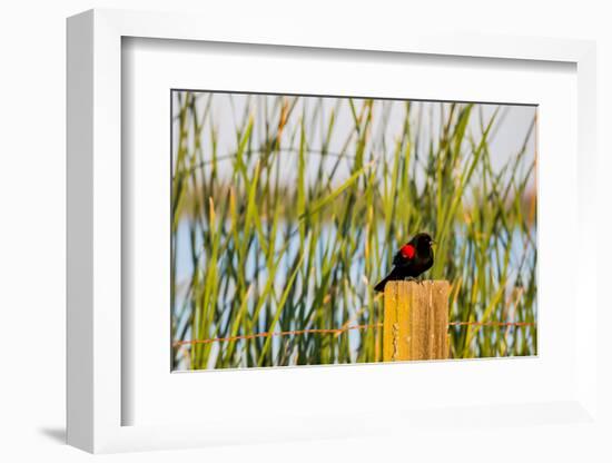 USA, California, San Joaquin River Valley, red-winged blackbird perched on post by wetlands.-Alison Jones-Framed Photographic Print