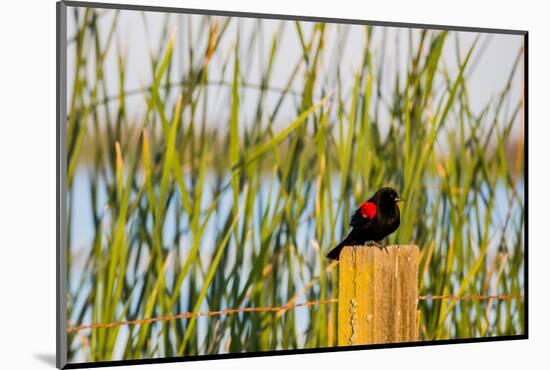 USA, California, San Joaquin River Valley, red-winged blackbird perched on post by wetlands.-Alison Jones-Mounted Photographic Print