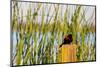 USA, California, San Joaquin River Valley, red-winged blackbird perched on post by wetlands.-Alison Jones-Mounted Photographic Print