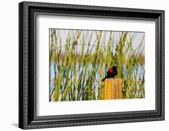 USA, California, San Joaquin River Valley, red-winged blackbird perched on post by wetlands.-Alison Jones-Framed Photographic Print