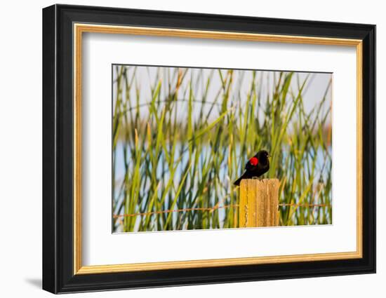 USA, California, San Joaquin River Valley, red-winged blackbird perched on post by wetlands.-Alison Jones-Framed Photographic Print