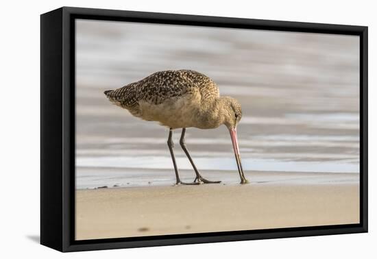 USA, California, San Luis Obispo County. Marbled godwit foraging in sand.-Jaynes Gallery-Framed Premier Image Canvas