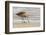 USA, California, San Luis Obispo County. Marbled godwit foraging in sand.-Jaynes Gallery-Framed Photographic Print