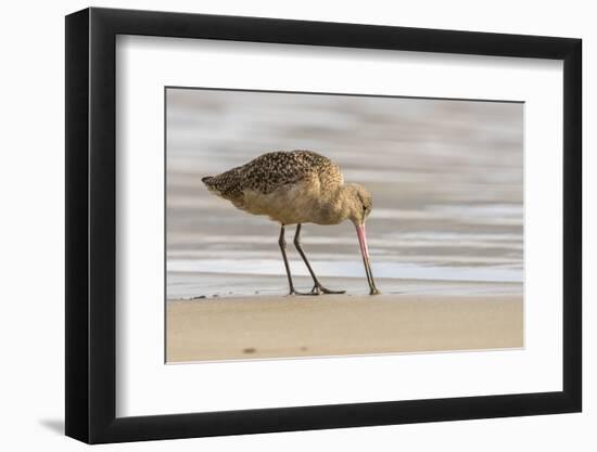 USA, California, San Luis Obispo County. Marbled godwit foraging in sand.-Jaynes Gallery-Framed Photographic Print