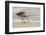 USA, California, San Luis Obispo County. Marbled godwit foraging in sand.-Jaynes Gallery-Framed Photographic Print