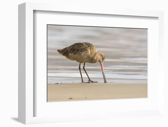 USA, California, San Luis Obispo County. Marbled godwit foraging in sand.-Jaynes Gallery-Framed Photographic Print