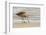 USA, California, San Luis Obispo County. Marbled godwit foraging in sand.-Jaynes Gallery-Framed Photographic Print