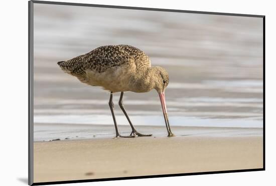 USA, California, San Luis Obispo County. Marbled godwit foraging in sand.-Jaynes Gallery-Mounted Photographic Print