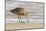 USA, California, San Luis Obispo County. Marbled godwit foraging in sand.-Jaynes Gallery-Mounted Photographic Print