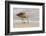 USA, California, San Luis Obispo County. Marbled godwit foraging in sand.-Jaynes Gallery-Framed Photographic Print