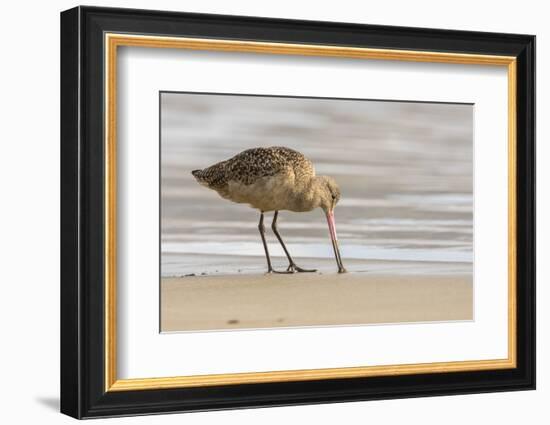 USA, California, San Luis Obispo County. Marbled godwit foraging in sand.-Jaynes Gallery-Framed Photographic Print