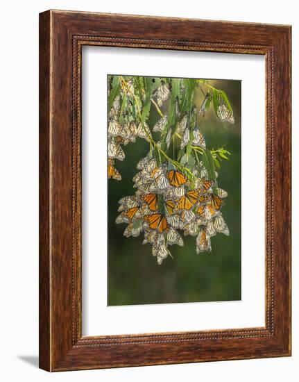 USA, California, San Luis Obispo County. Monarch butterflies in wintering cluster.-Jaynes Gallery-Framed Photographic Print