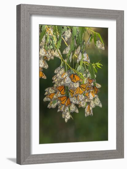 USA, California, San Luis Obispo County. Monarch butterflies in wintering cluster.-Jaynes Gallery-Framed Photographic Print