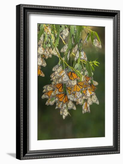 USA, California, San Luis Obispo County. Monarch butterflies in wintering cluster.-Jaynes Gallery-Framed Photographic Print