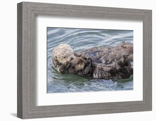 USA, California, San Luis Obispo County. Sea otter mother and pup grooming.-Jaynes Gallery-Framed Photographic Print